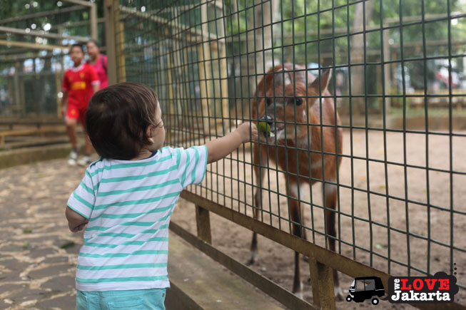tasha may_we love jakarta_welovejakarta_kids in jakarta_Ragunan Zoo_what to do with kids in Jakarta