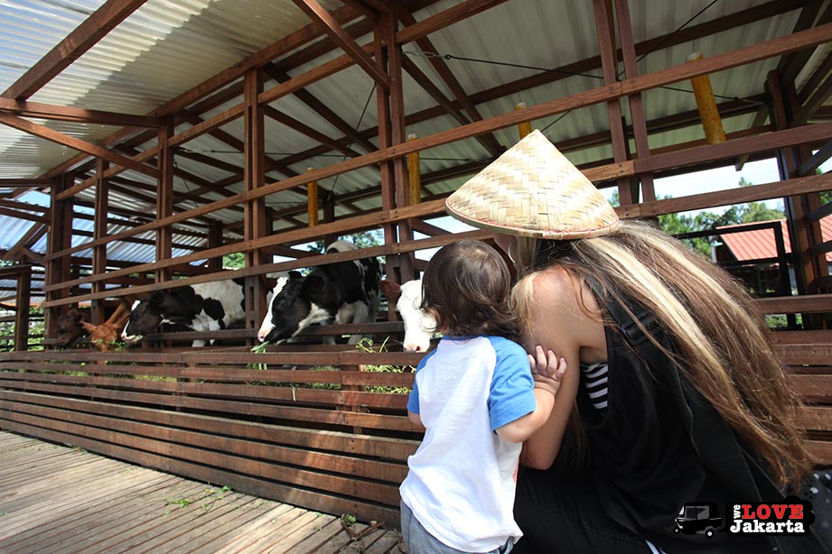 Feeding cows at Kuntum Bogor_Quantum Nursery Bogor_Kuntum Farmfield Bogor_Tasha May_welovejakarta_we love jakarta_jakarta with kids_kids in indonesia_what to do with kids on the weekend in jakarta