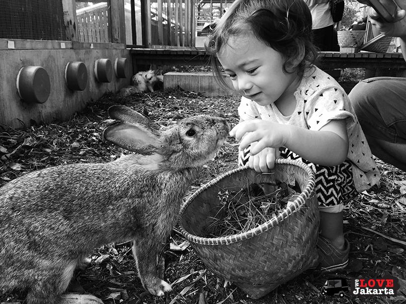 Tasha May_We love jakarta_Kuntum Nurseries_feeding rabbits carrots