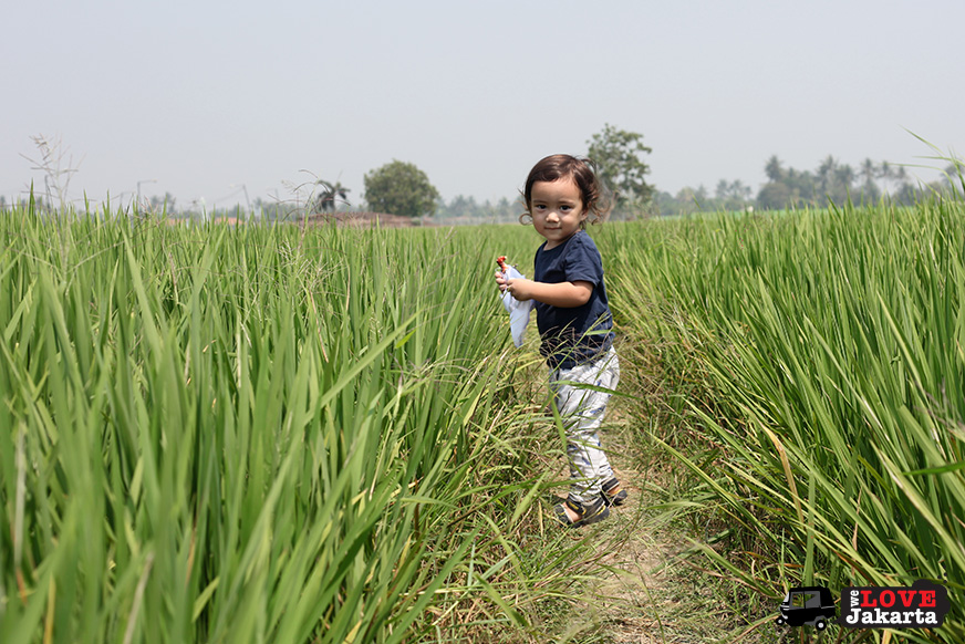 Tasha May_we love jakarta_Karawang_Bekasi_West Java_Candi Blandongan_Samudra in rice fields_Indonesia